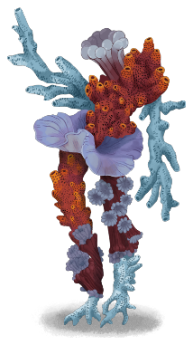 Skulking Colony